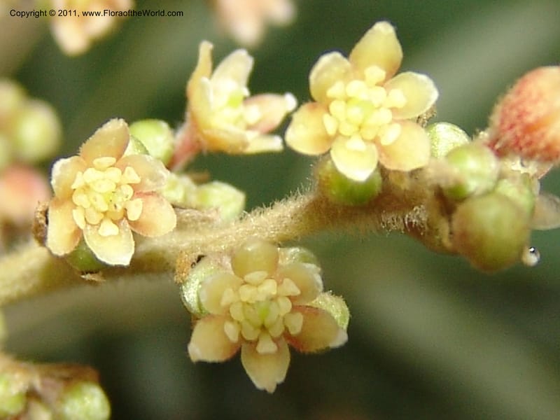 Endlicheria paniculata, RVasquez 31492--Peru. Prov. Oxa. Parq. Nac. Yanachaga Chemillen. 12 Oct 06. 729 (2).jpg