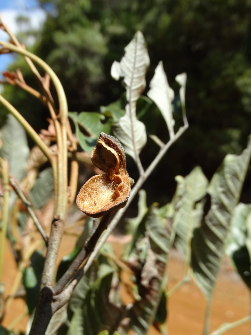 Lepidocupania lepidota, Callmander, M 1239--New Caledonia. Mont Dzumac. 12 Nov 2015. DSC01563 (361).JPG