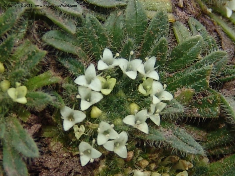Valeriana, R. Vasquez 33191--Peru. Cusco. Calca. Abra de Chayna Puerto. 3 Nov 07. 184 (4).jpg