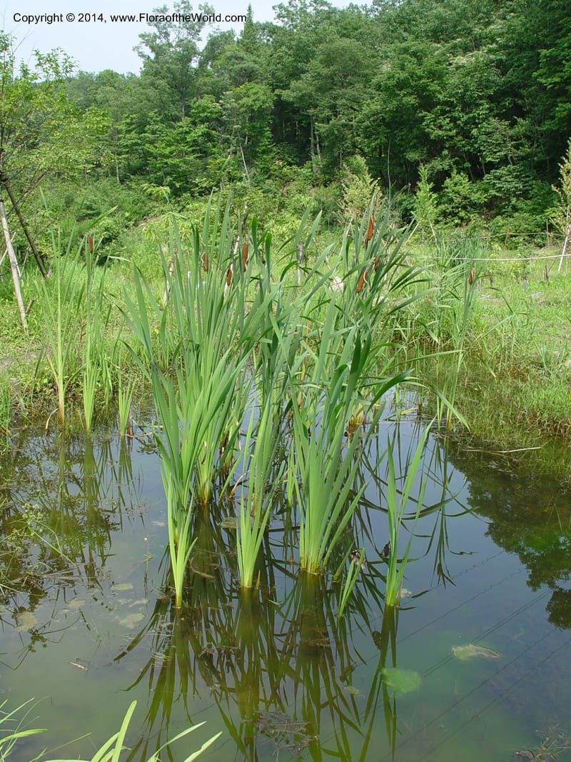 Typha latifolia--Japan. Toyota. Foresta Hills. CD16 Jul 03. 012 (3).jpg