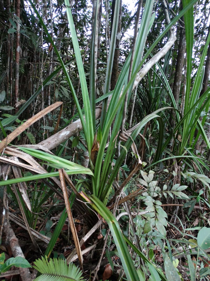 Pandanus occultus, Callmander, M 1184--Sabah. G. Silam. 1 Oct 2014. DSC00937 (37).JPG
