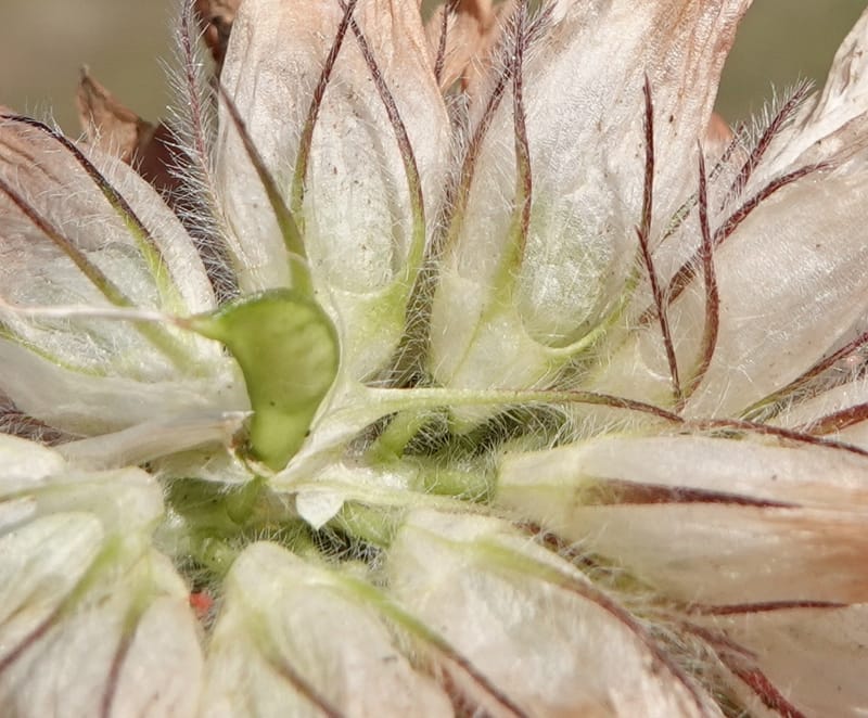 Trifolium macrocephalum, C. Davidson 13789--Oregon. Wallowa Co. Upper Camp Creek Canyon. 5 Jun 2018. DSC05225 (52).JPG