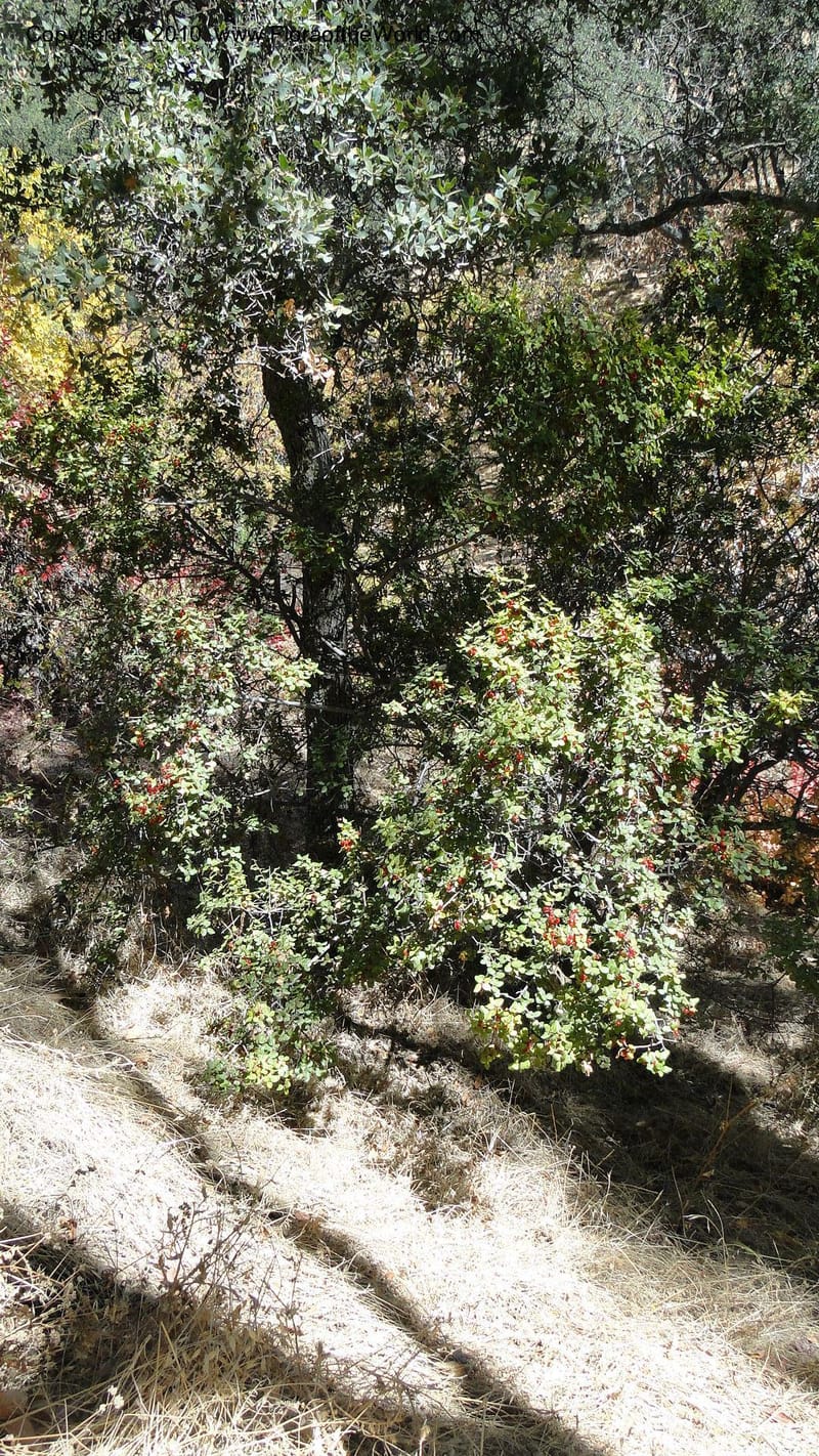Rhamnus illicifolia, C. Davidson 11793--CA. Contra Costa Co. Mt. Diablo. Donner Canyon. 1 Sept 2010. 092 (67).jpg
