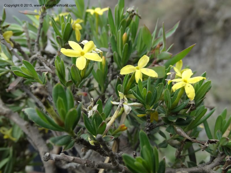Wikstroemia, Boufford, D 43598--China. Sichuan. Yonghe Village. 6 May 2014. DSC04110 (36).JPG