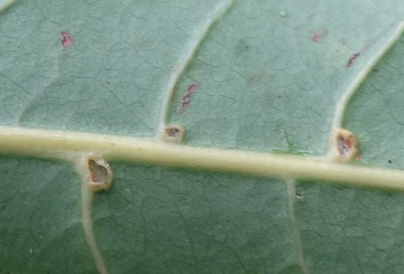 Lepidocupania globosa, Lowry, P 7404--New Caledonia. Creek Hervouet. 19 Nov 2015. DSC03817 (104).JPG
