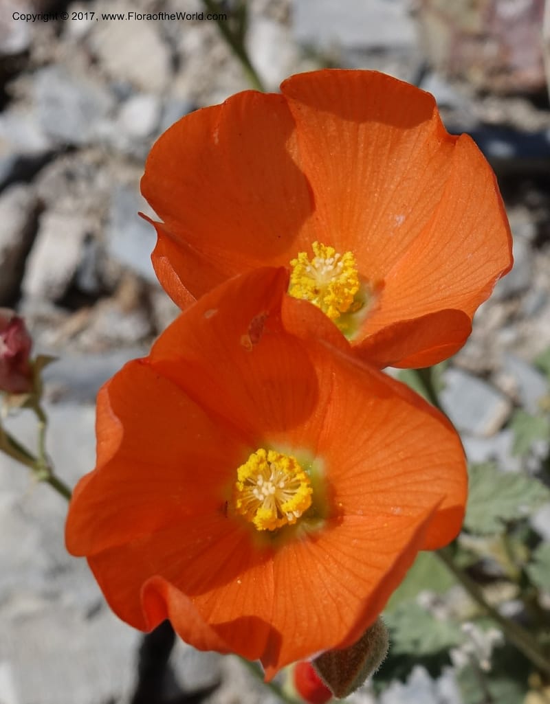 Sphaeralcea ambigua var. rugosa, Davidson, C 13113--California. Inyo Co. N. Death Valley Rd. Stop 1. 18 Apr 2016.  (32).JPG