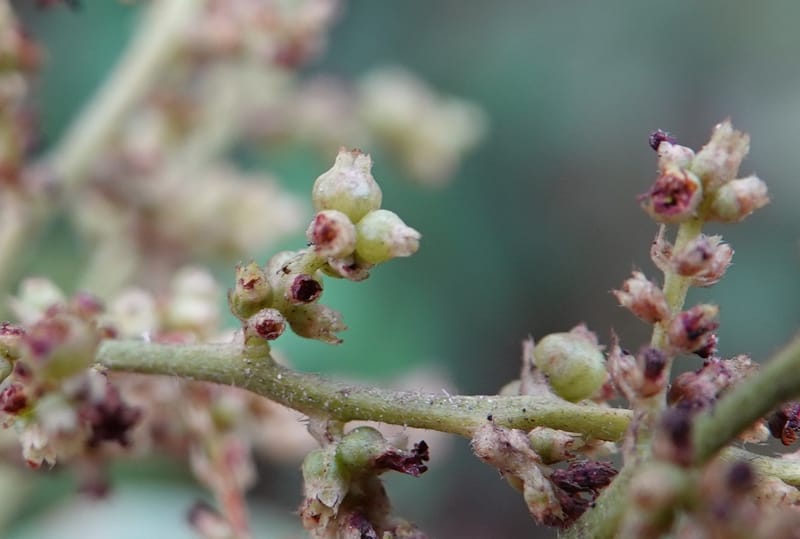 Wendlandia ligustrina, D. Boufford 44129--China. Yunnan. Meizi Lake Park. 3 May 2018. DSC01424 (232).JPG