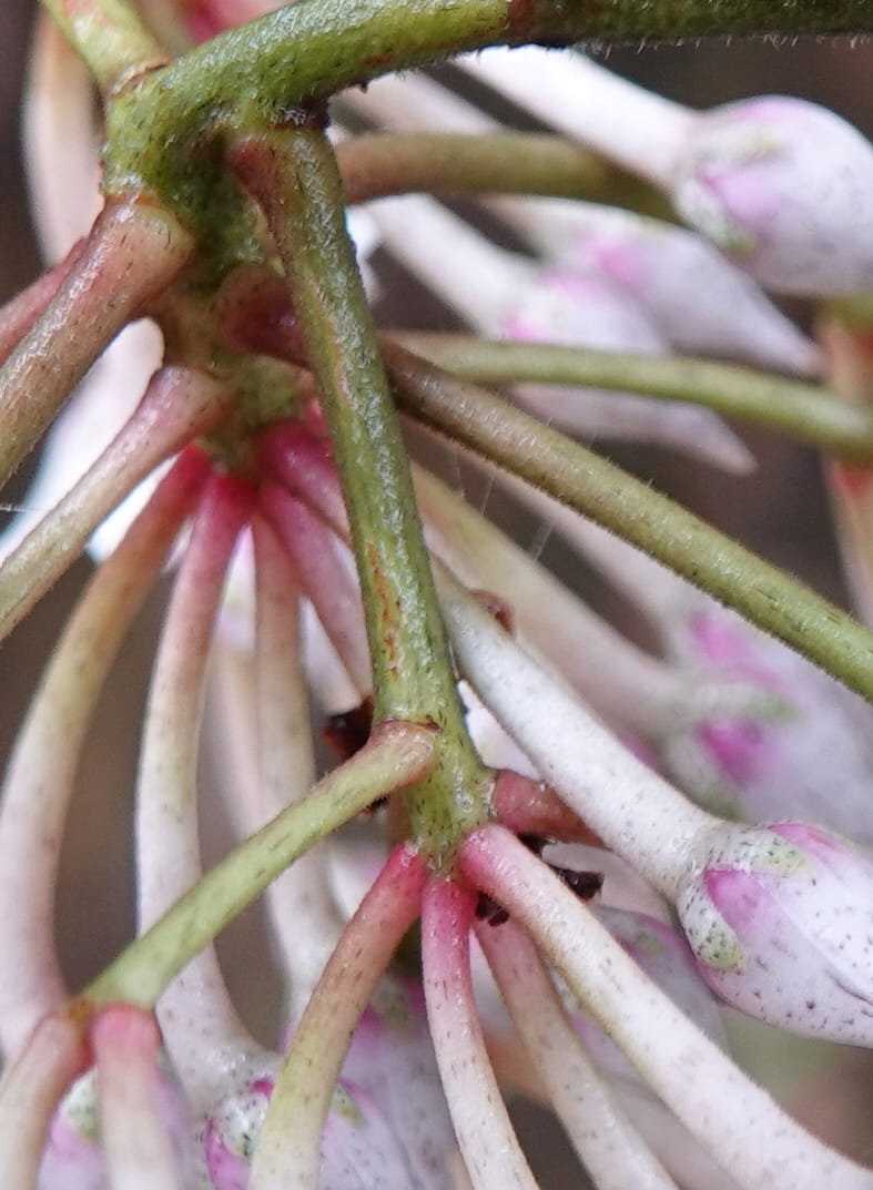 Ardisia virens, D. Boufford 44152--China. Yunnan. Bam Po village. 5 May 2018. DSC02406 (208).JPG