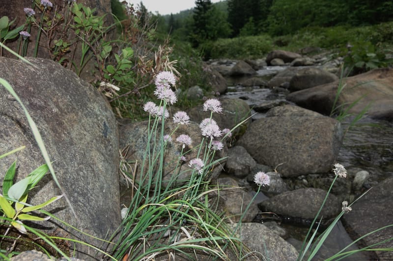 Allium schoenoprasum--Japan. Hokkaido. Teshio Exptl. For. 3 Aug 2016. DSC00757 (141).JPG