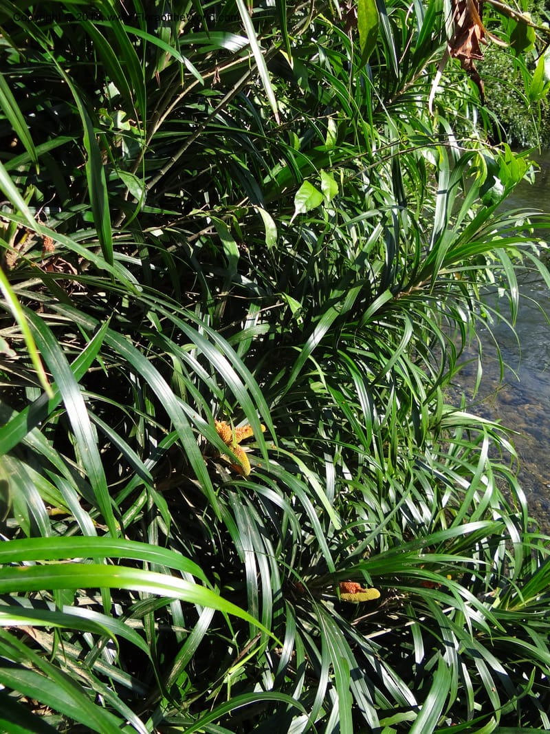 Freycinetia robinsonii var. meijeri, Callmander 1031--Malaysia. Sabah. Tahan Niaga Plantation. 8 Apr 2012. DSC07609 (33).JPG