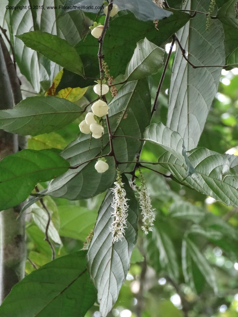 Medusandra richardiana, Davidson, C 12338--Cameroon. Mokoko For. Res. 20 Mar 2014. DSC02622 (153).JPG