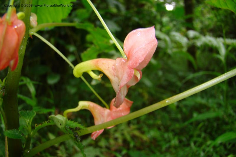 Impatiens austrotanzanica, WKindeketa2975--Tanz. Rungwe Distr. Rungwe For. Res. 24 Jan 08. 062.jpg