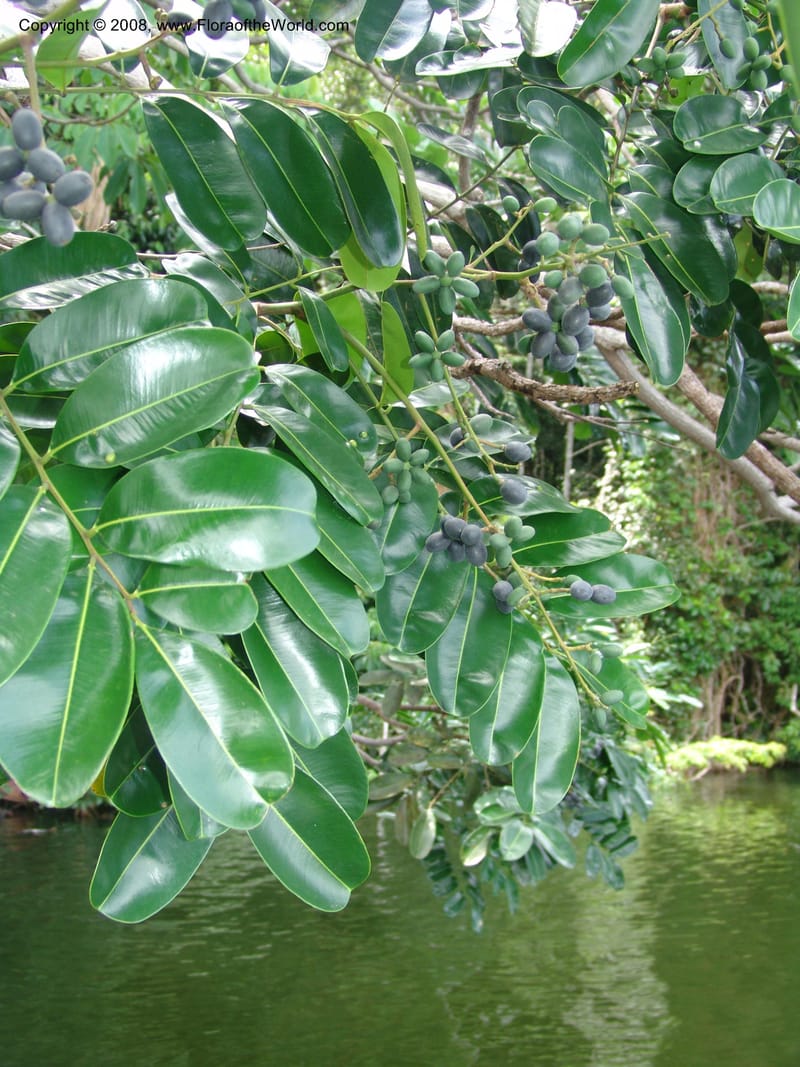 Simarouba amara, AAraujoM1588--Bolivia. Pq. Nac. Madidi. Laguna Chalalan. 26 Nov 04. 509.jpg