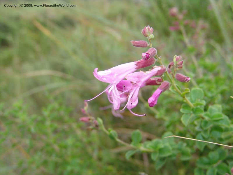 Syncolostemon rotundifolius--So.Africa. E. Cape. Umtamvuna Nat. Res. 11 Mch 05. 054.jpg