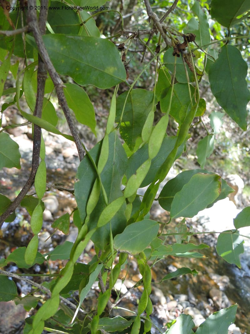 Arthroclianthus, sp. unk., M. Callmander 764--New Caledonia. Upper Tene River Valley. 19 Jan 2010. 686 (5).JPG
