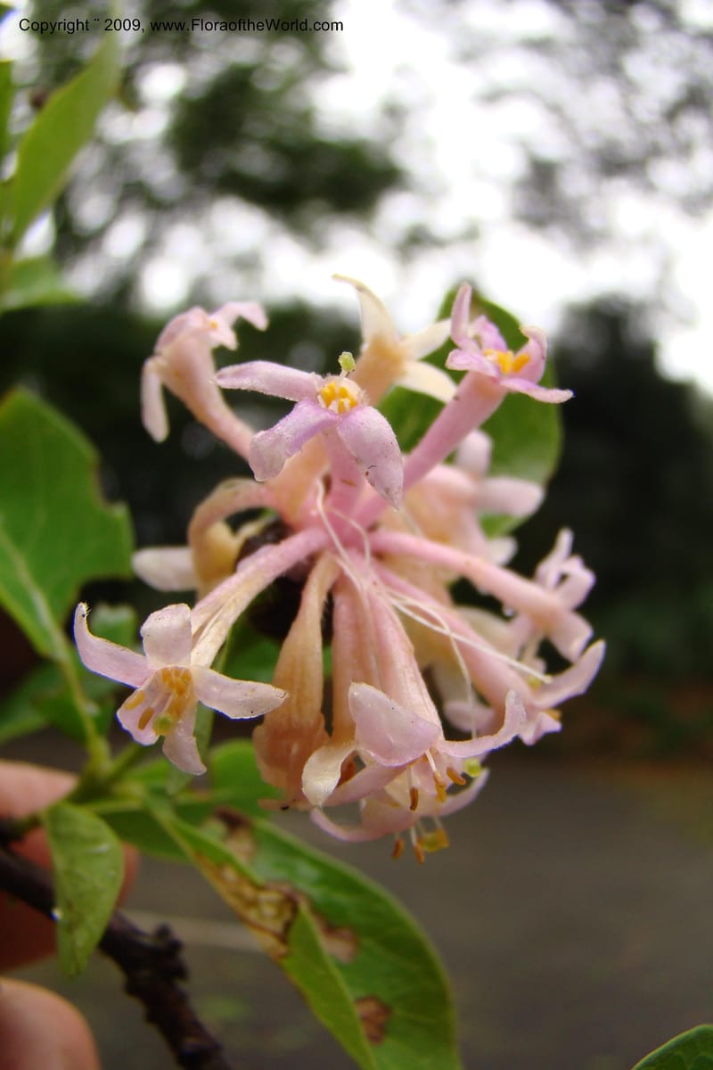 Dais cotinifolia, Z. Rogers 1358--South Africa. KwaZulu-Natal.  29 Jan 09. 003.jpg