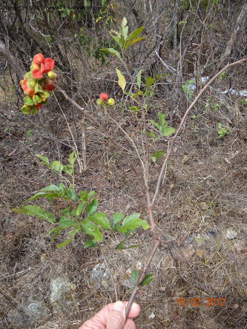 Paullinia sp. unk., Martinez-Melendez, M 435--Mexico, Chiapas, Cintalapa, Las Minas 18 Feb 2012  3312 (10).JPG