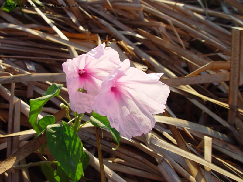 Ipomoea carnea--Costa Rica. Prov. Guanacaste. Palo Verde Biol. Sta. 31 Mch 03. 020.jpg