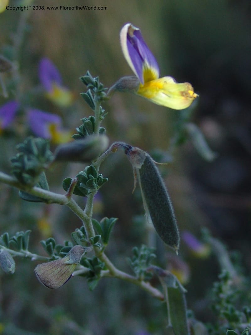 Lotononis sericophylla--So.Africa. E. Cape. Joubert's Pass, SE of Lady Gray. 9 Mch 05. 281.jpg