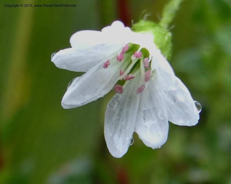 Cerastium, Ulloa, C 2388--Ecuador. Azuay. Matanga. 2 Oct 2012. DSC06351 (284).JPG