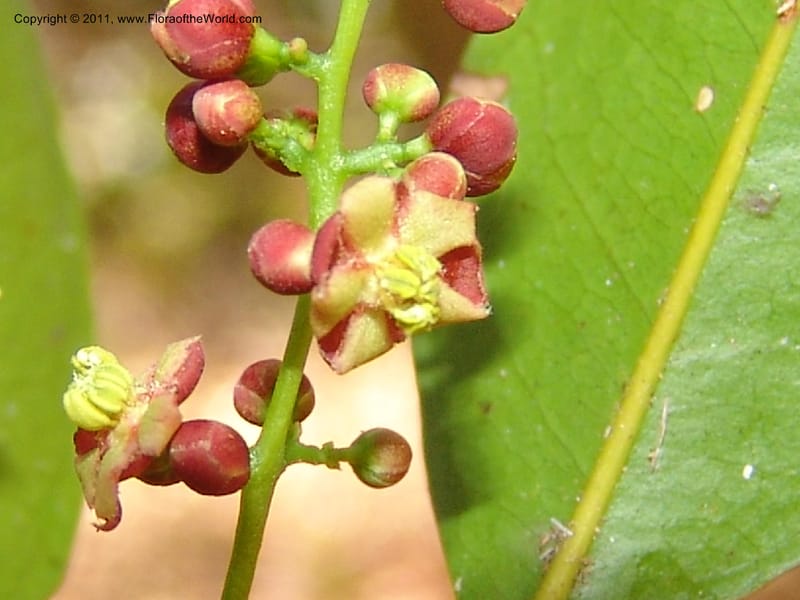 Lepisanthes perrieri, ZRogers1160--Madag. Prov. Antsir. Parc Nat. Ankarana. 10 Nov 06. 139 (1).jpg