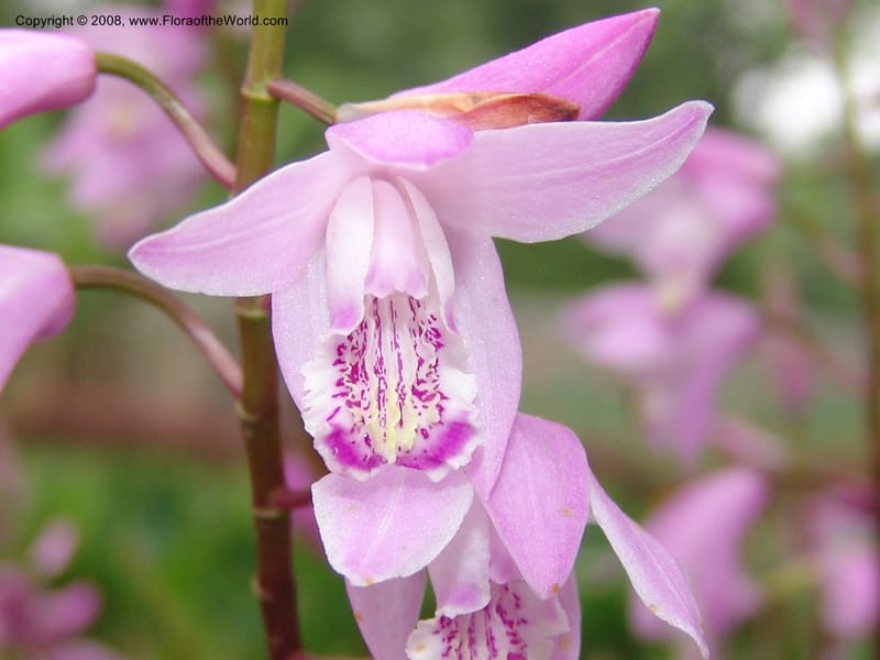 Bletilla striata, 040480401--China. Hubei. Wuhan Botanical Garden. 16 Apr 07. 183.jpg