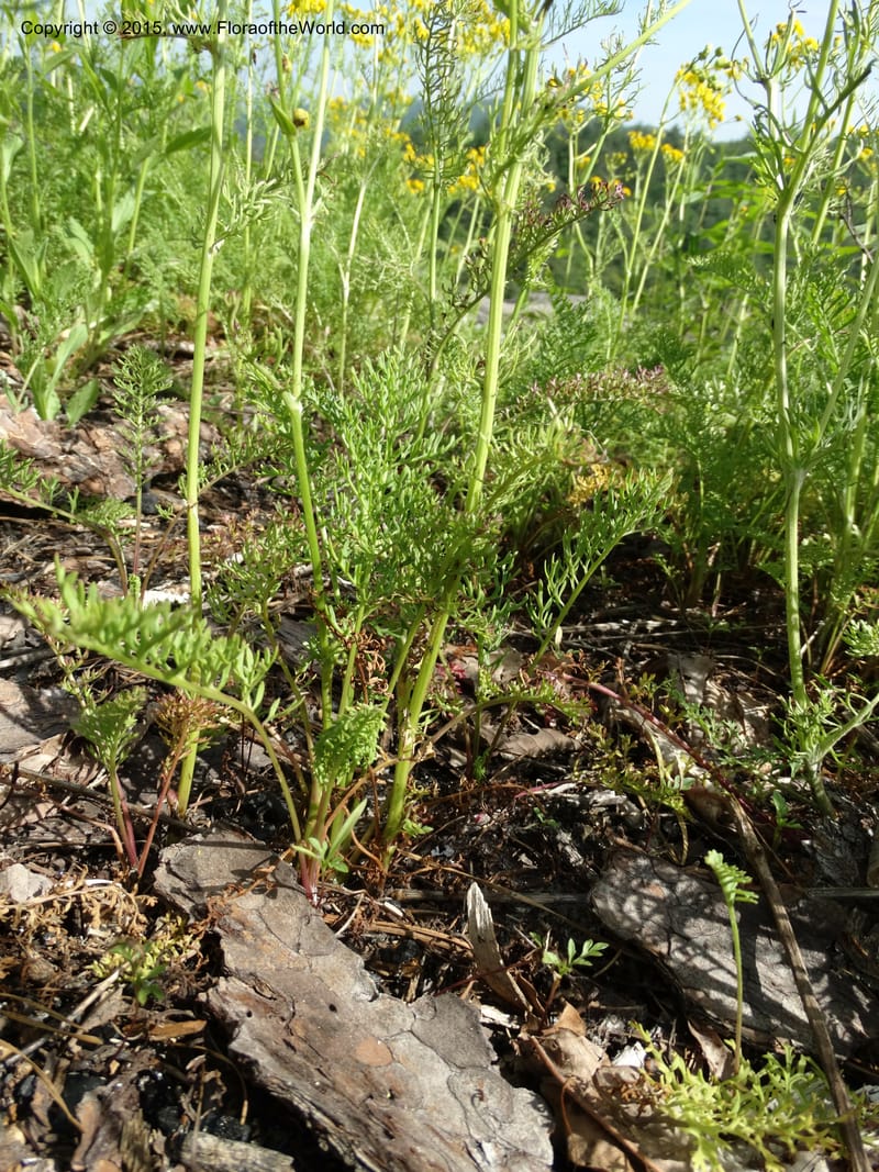 Packera millefolium, Davidson, C 13000--North Carolina. Macon Co. Slick Rock. 14 May 2015. DSC05505 (53).JPG