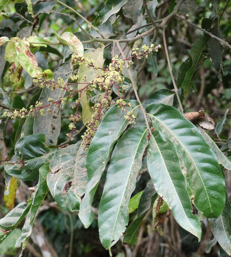 Alectryon, Munzinger, J 7386--Fiji. Along Hibiscus Hwy. 7 Nov 2015. DSC00180 (2).JPG