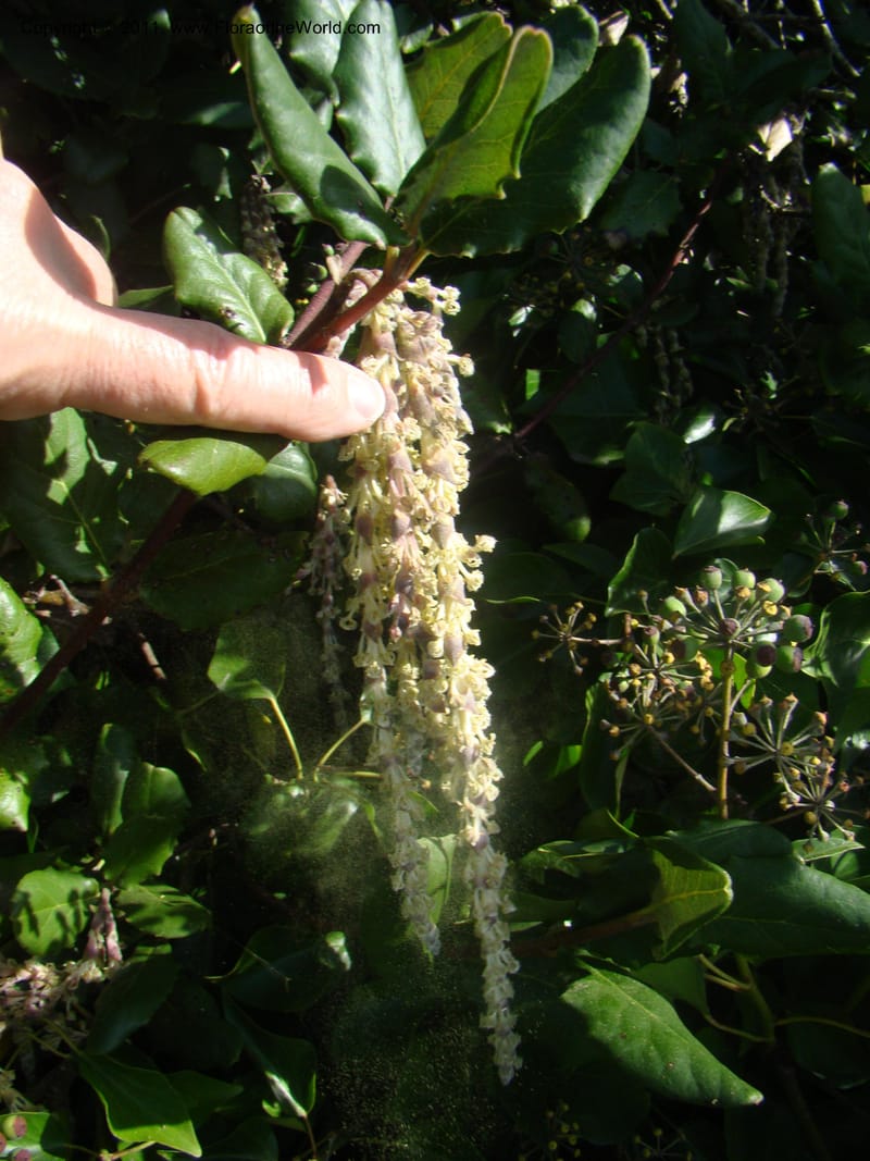 Garrya elliptica, C. Davidson 11826--CA. Moonstone Beach. 26 Jan 2011. 032 (2).jpg