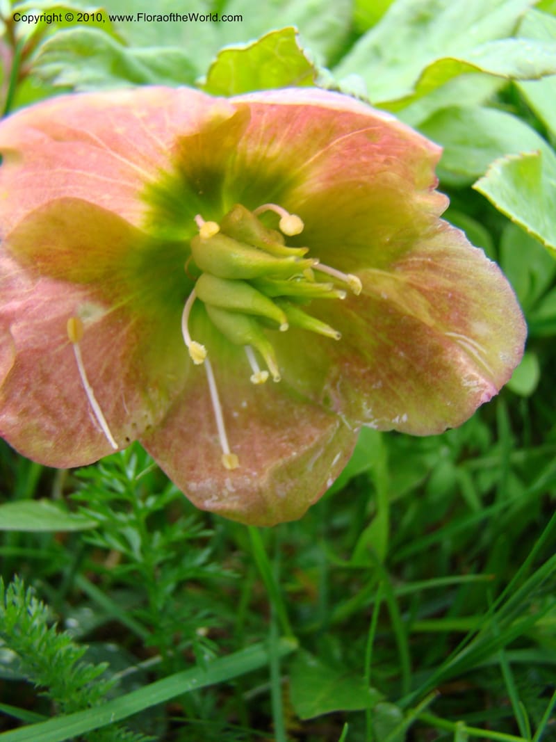 Helleborus niger, C. Davidson 11219--Slovenia, Stajerska Region, Menina Planina, 19 May 2008.  026 (4).jpg