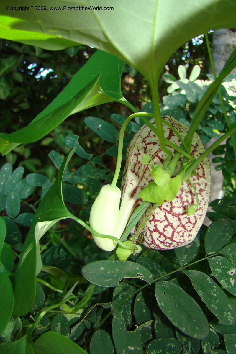 Aristolochia odoratissima--South Africa. Durban Botanical Garden. 30 Jan 09. 253.jpg