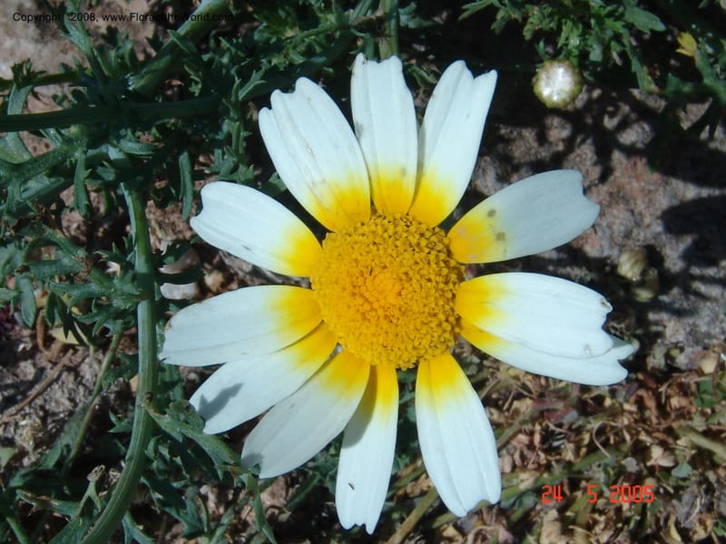 Glebionis (Chrysanthemum) coronaria v. discolor--Crete. Ep. Apokoronos. Aptera. 23 May 05. 003.jpg