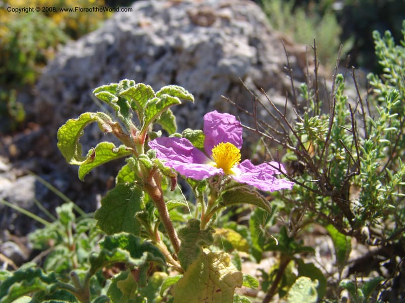 Cistus creticus--Crete. Ep. Kydonia. Akrotiri. Trail Gouvernetos . 23 May 05. 021.jpg