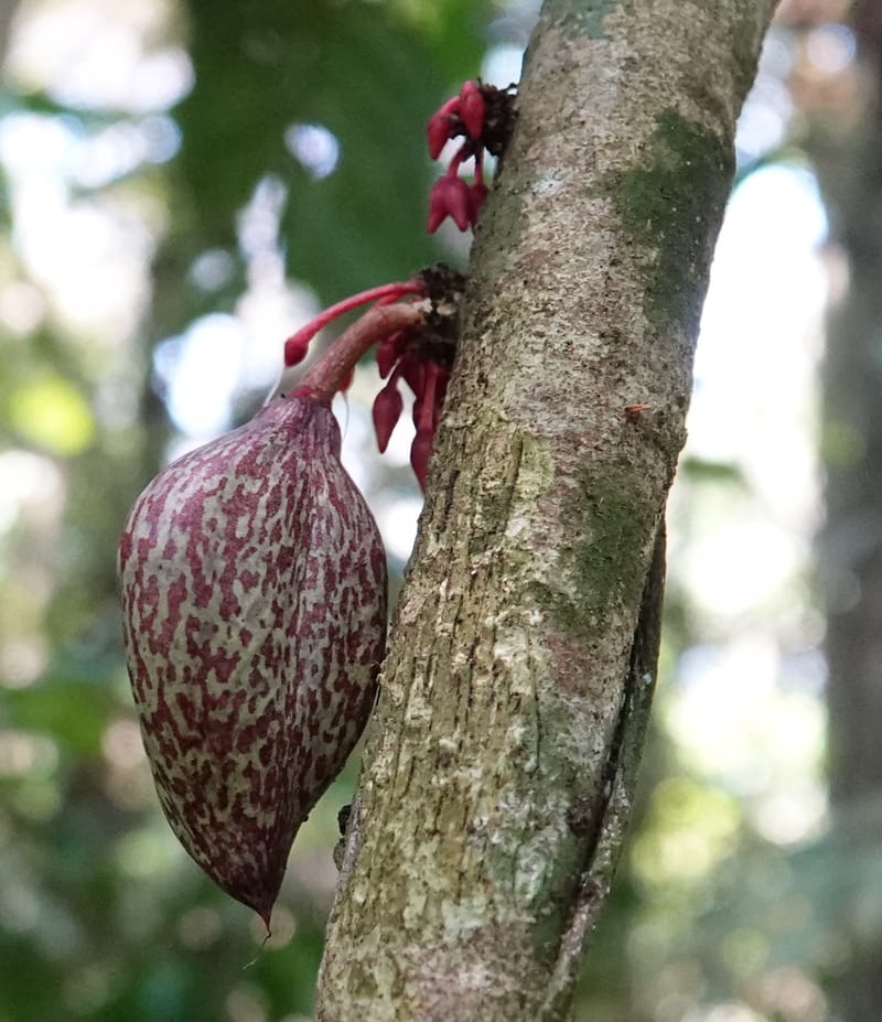 Allexis cauliflora, C. Davidson 13958--Gabon. Arb. Sibang. 5 Nov. 2018. DSC02235 (108).JPG