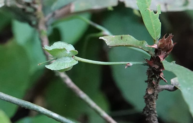Poggea alata, C. Davidson 13956--Gabon. Arb. Sibang. 5 Nov. 2018. DSC02235 (34).JPG