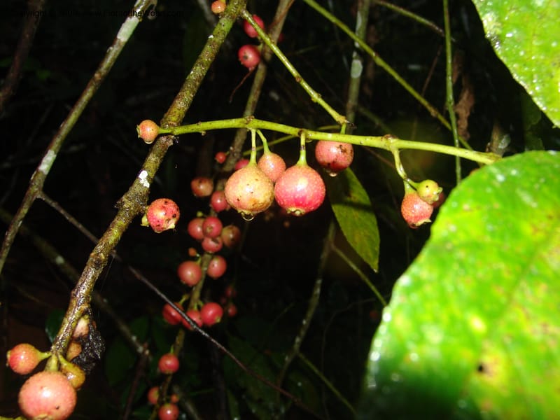 Siparuna subinodora, AAraujoM1193--Bolivia. Pq. Nac. Madidi. Rio Tuichi, Rudidi Cr. 28 Nov 04. 245.jpg