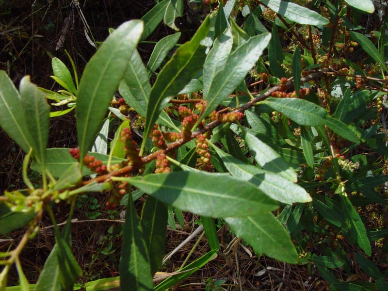 Myrica cerifera--FL. Collier Co. Corkscrew Swamp Sanctuary. 12 Jan 03. 003a.jpg