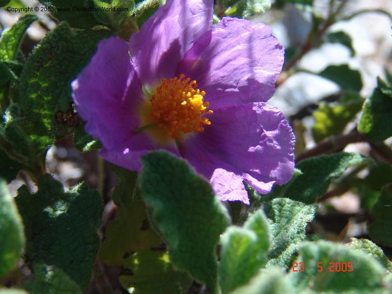 Cistus creticus--Crete. Ep. Kydonia. Akrotiri. Trail Gouvernetos . 23 May 05. 014.jpg