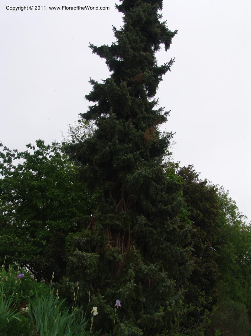 Picea omorika--France. Paris. Jardin des Plantes. 28 Apr 05. 138.jpg