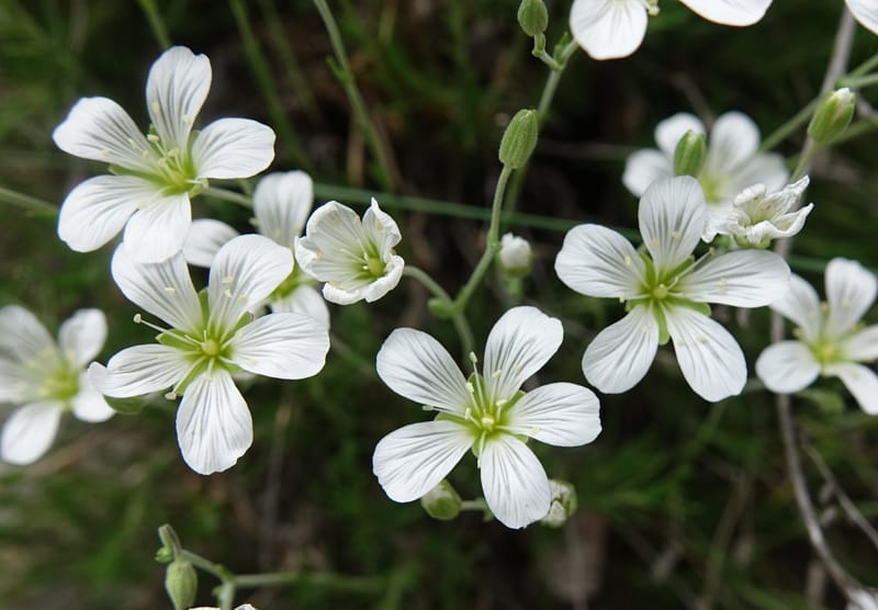 Minuartia laricifolia, Callmander, M 1295-- Switzerland. Hwy 9 to Simplon. Ganterbrucke. 2 Jul 2016. DSC08156 (205).JPG