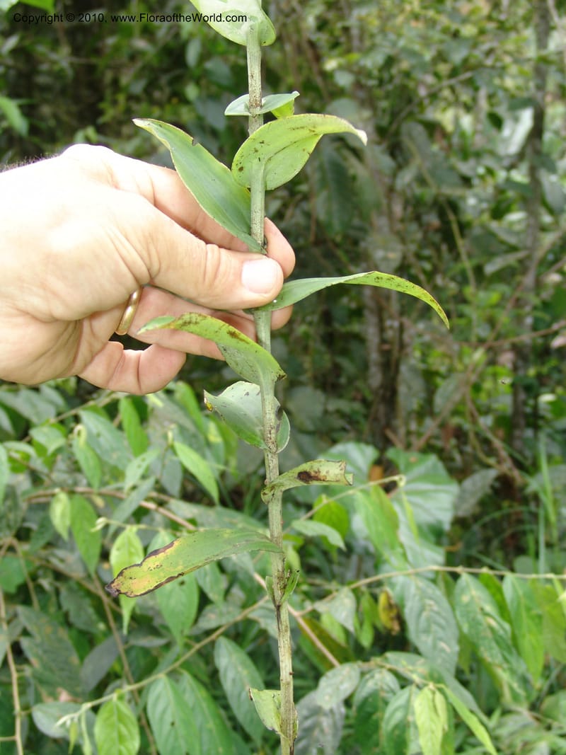 Habenaria, Croat 96282--Ecuador. Prov. Pichincha. La Union-Chiriboga-Quito. 22 Mar 06. 202 (1).jpg