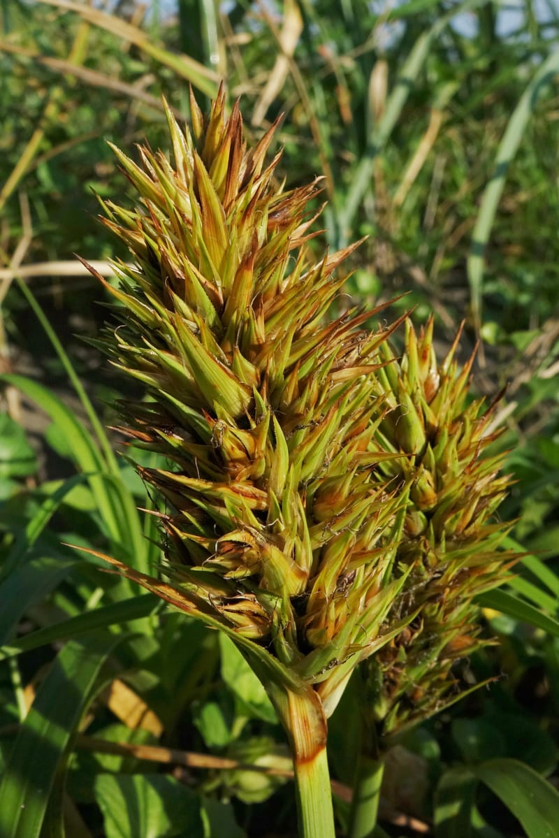 Carex macrocephala var. kobomugi--Japan. Hokkaido. Toyotomi-cho. 4 Aug 2016. DSC01106 (32).JPG