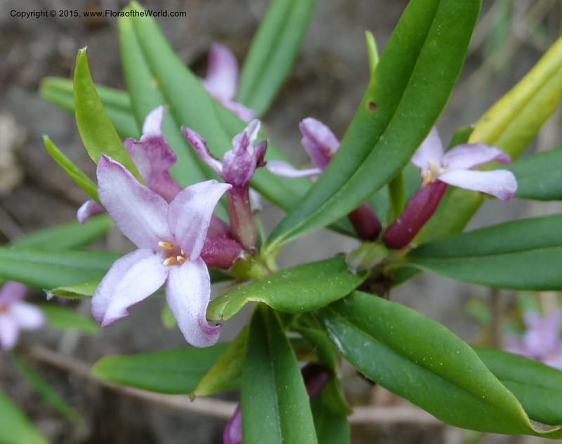 Daphne, Boufford, D 43616--China. Sichuan. ShaShiDuo. 8 May 2014. DSC04232 (22).JPG