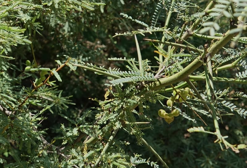 Prosopis torquata, Fortunato 13176--Argentina. Las Bretes. Stop 2. 8 Feb 2018. DSC09642 (15).JPG