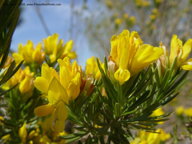 Genista linifolia, 2000.00026--Spain. Barcelona Botanic Garden. 19 Apr 04. 018.jpg