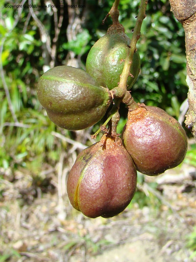 Cupaniopsis, JMunzinger4744--New Caledonia. Mandjelia. 13 Nov 07. 151.jpg