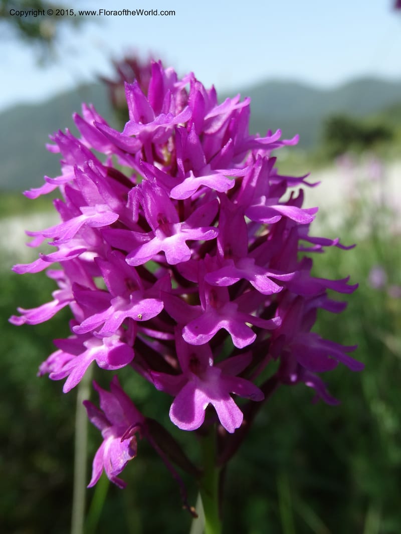 Anacamptis pyramidalis, Davidson, C 12453--Georgia (Caucasus). Shio Mgvime. 7 Jun 2014. DSC07779 (37).JPG
