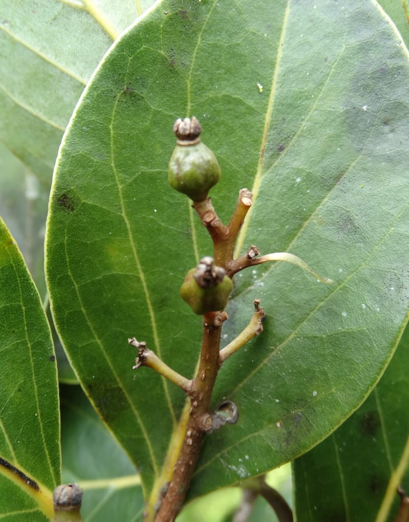 Cryptocarya, Munzinger, J 7347--Fiji. Delaikoro Mtn. 3 Nov 2015. DSC08393 (264).JPG