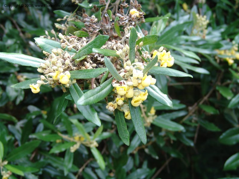 Anastrabe integerrima--So. Africa. Lowveld Nat. Bot. Gard. 14 Mch 05. 446.jpg