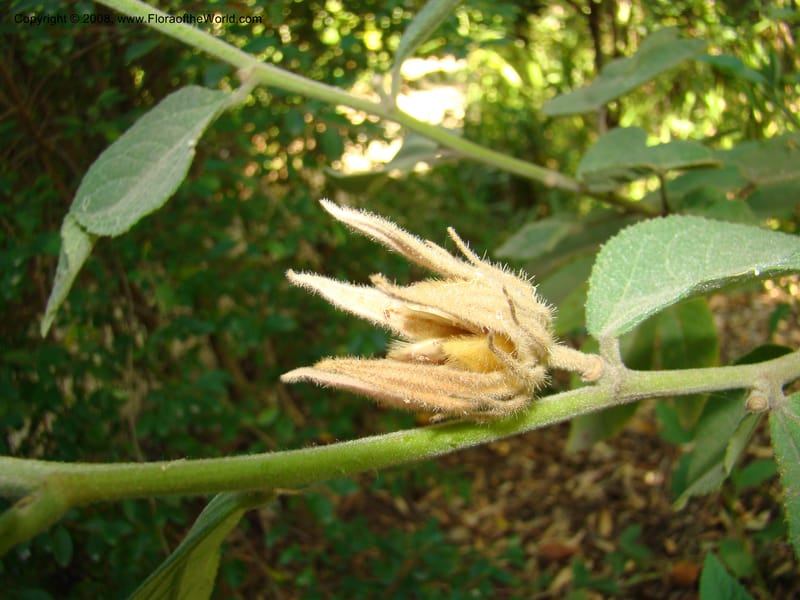 Hibiscus splendens--Australia. Royal Botanic Garden, Melbourne. 19-20 Mch 08. 119.jpg
